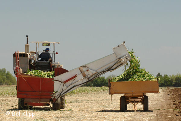 Brentwood Corn Harvest 3