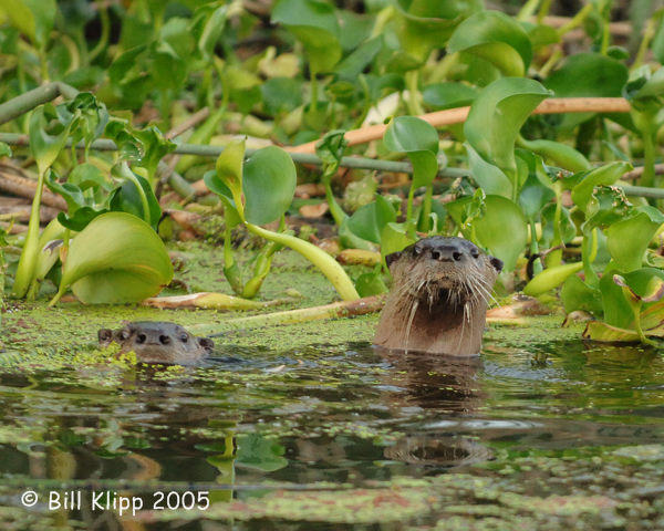 River Otters  1