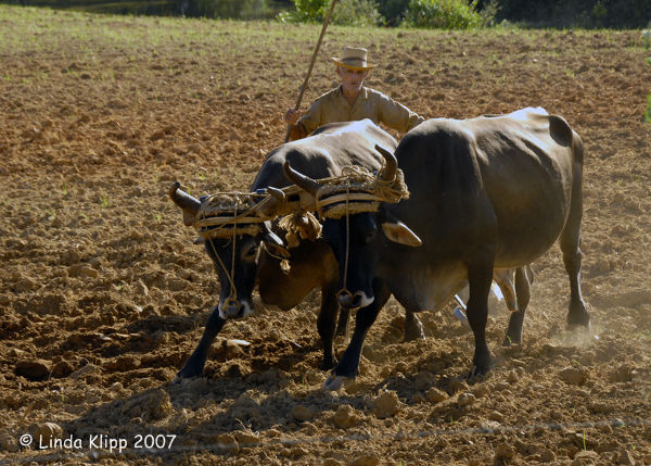 Plowing the Fields