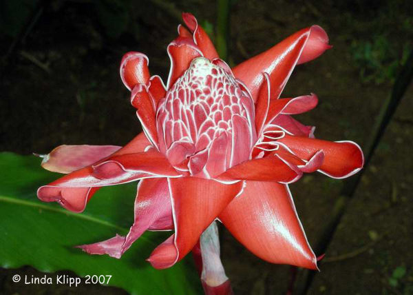 Flora 09