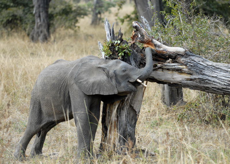 Baby Elephant, Mfuwe