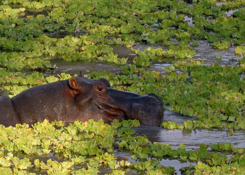 Hippos in Water Cabbage,  Mfuwe 1