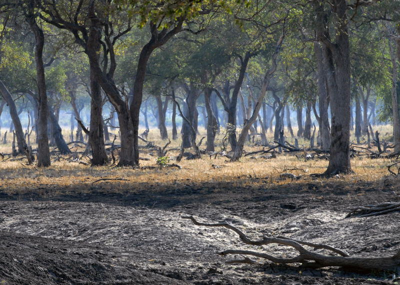 Morning Mist,  Mfuwe