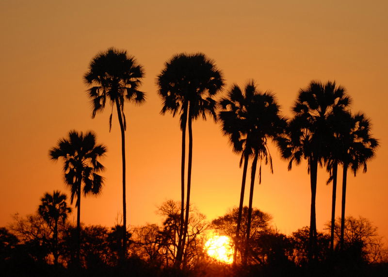 Okavango Sunset