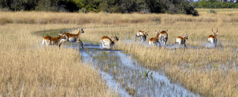Running Red Lechwe, Okavango 1