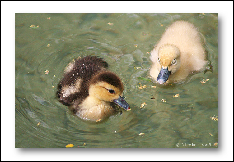 Keep Paddling, Sleepyhead