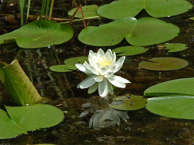 Waterlily
