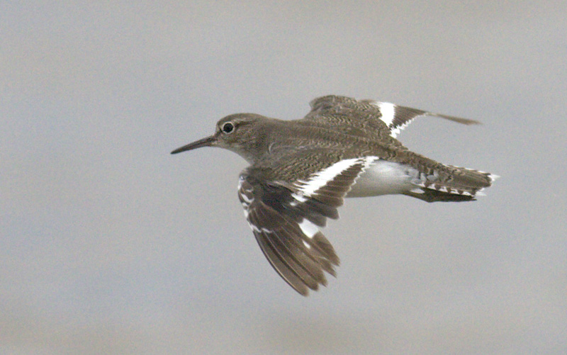 Common Sandpiper