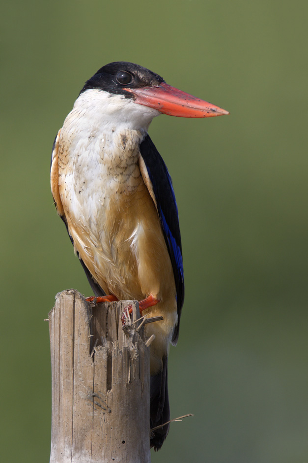Black-capped Kingfisher
