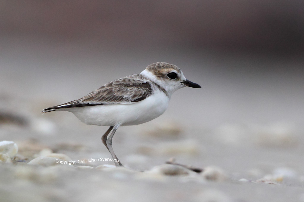 Malaysian Plover