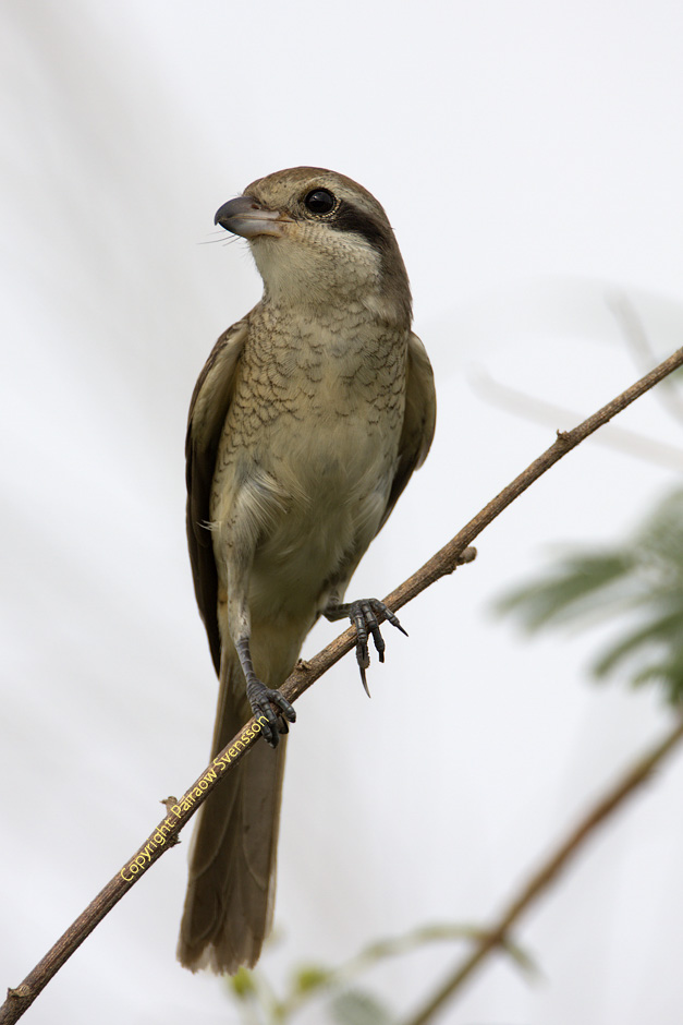 Brown Shrike