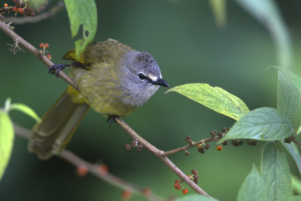 Flavescent Bulbul