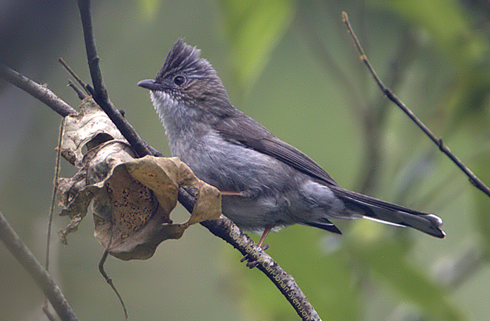 Striated Yuhina