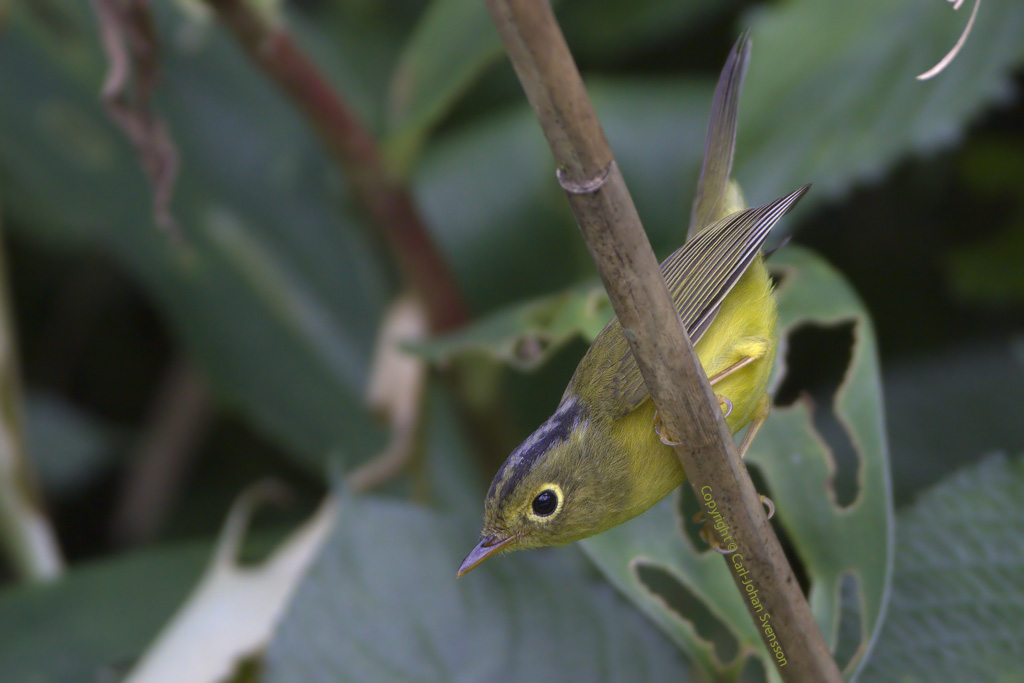 Omei Spectacled Warbler