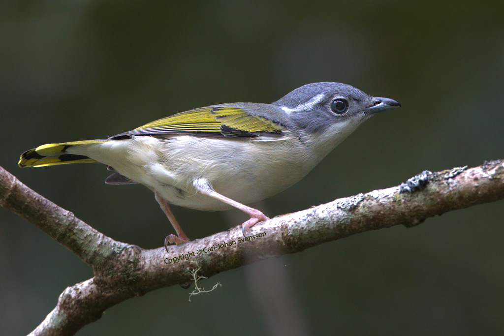 White-browed Shrike-babbler (female)