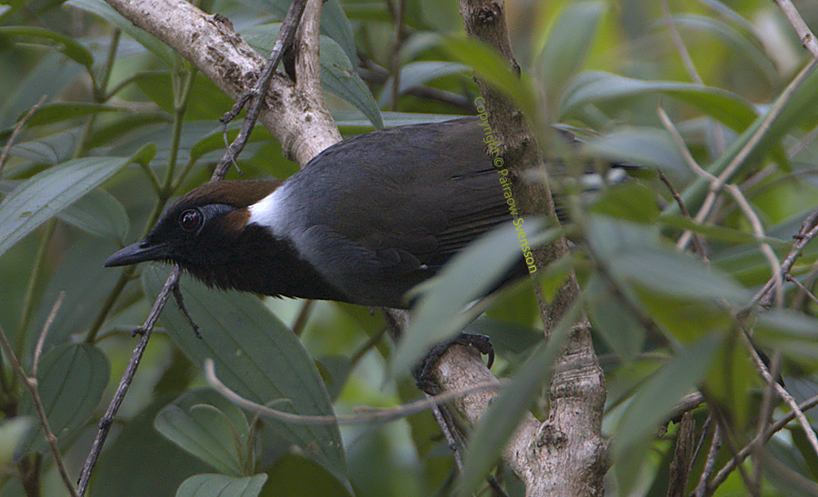White-necked Laughingthrush