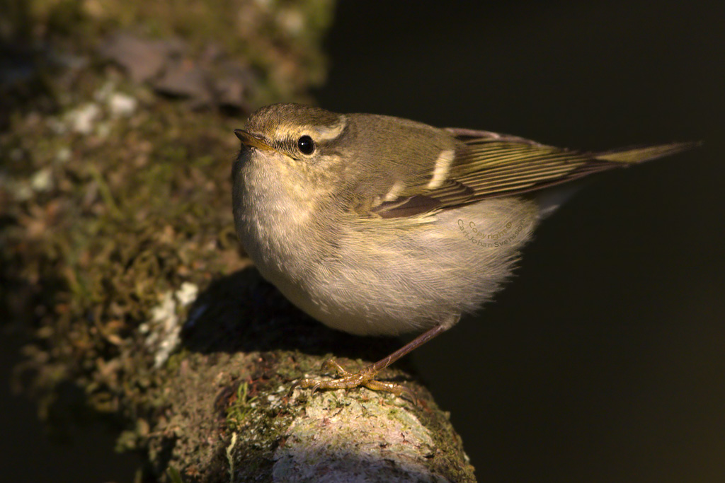 Yellow-browed Warbler