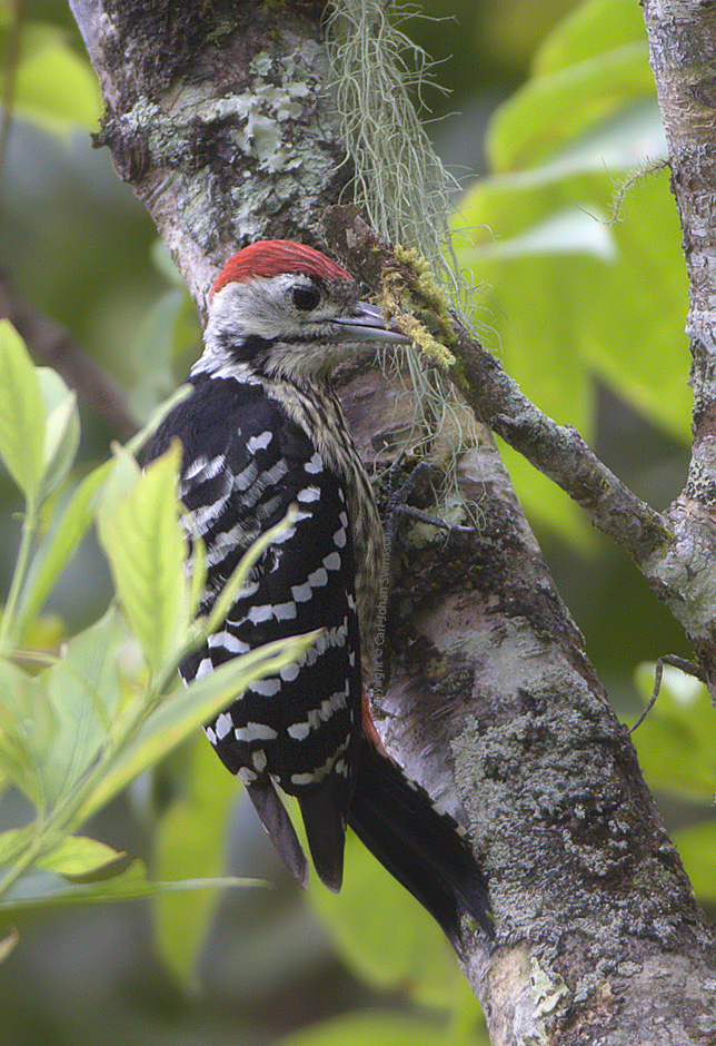 Stripe-breasted Woodpecker (male)