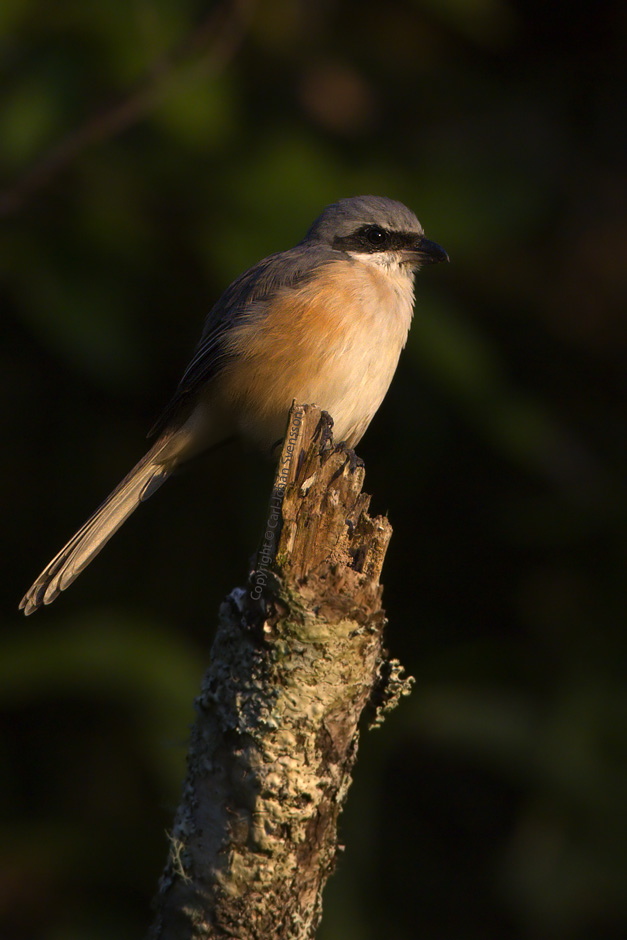 Grey-backed Shrike