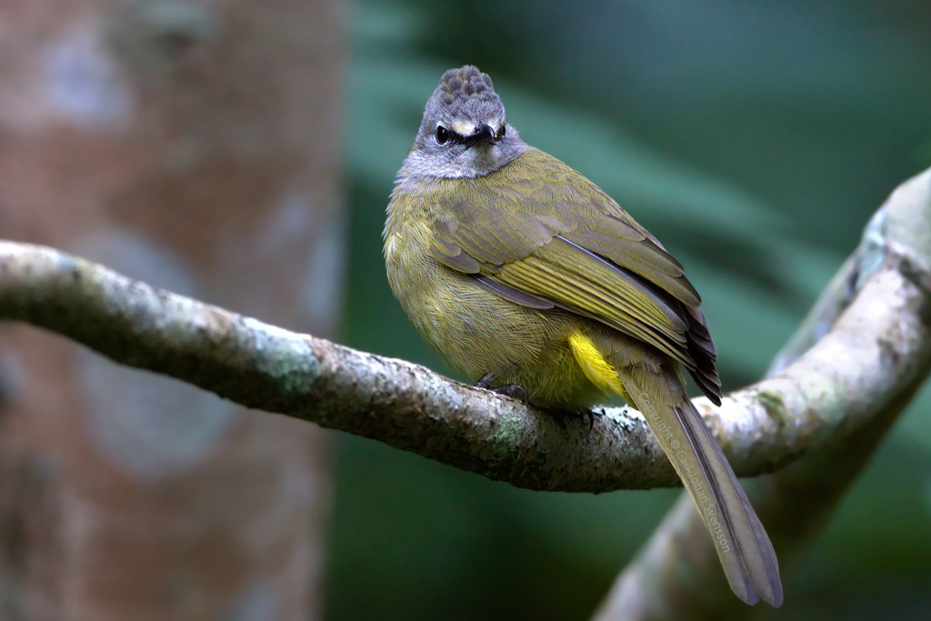 Flavescent Bulbul - final web image