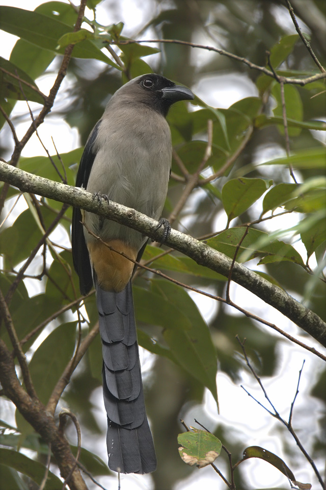 Grey Treepie