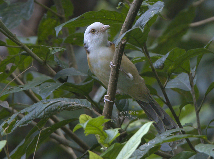 White-hooded Babbler