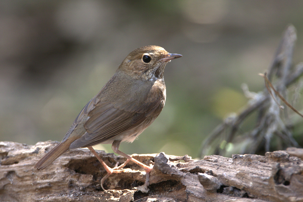 Rufous-tailed Robin