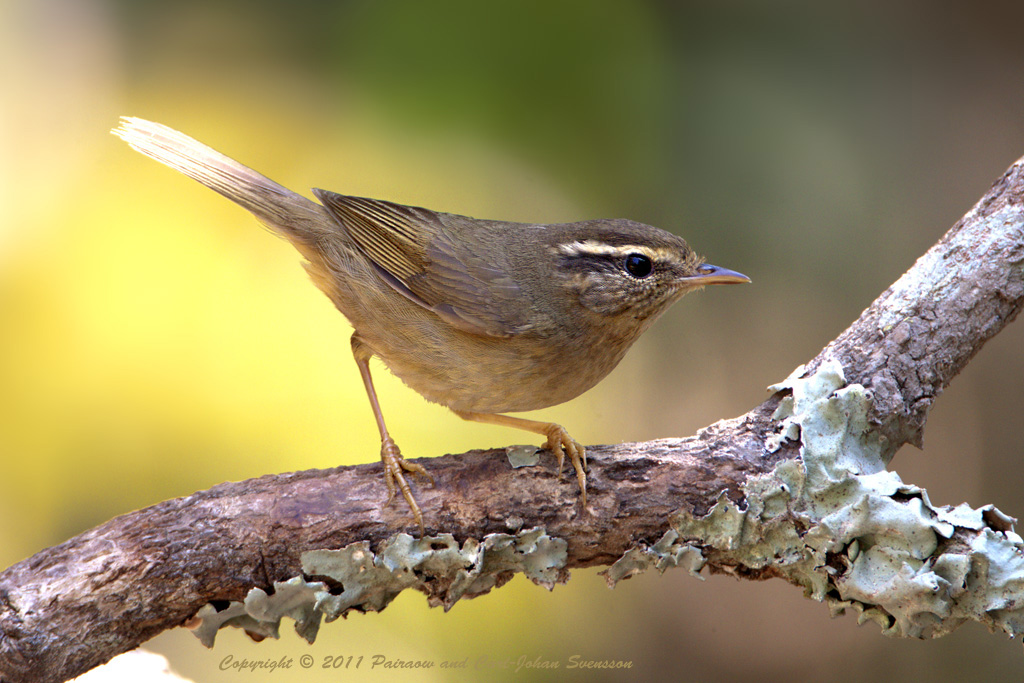 Raddes Warbler