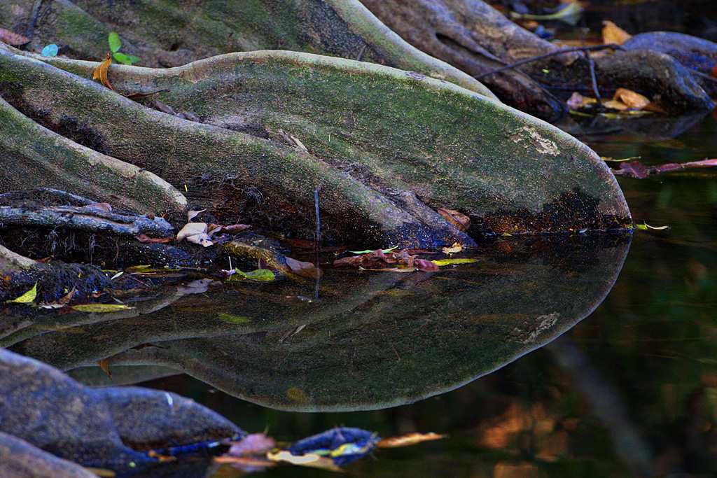 Root Reflections