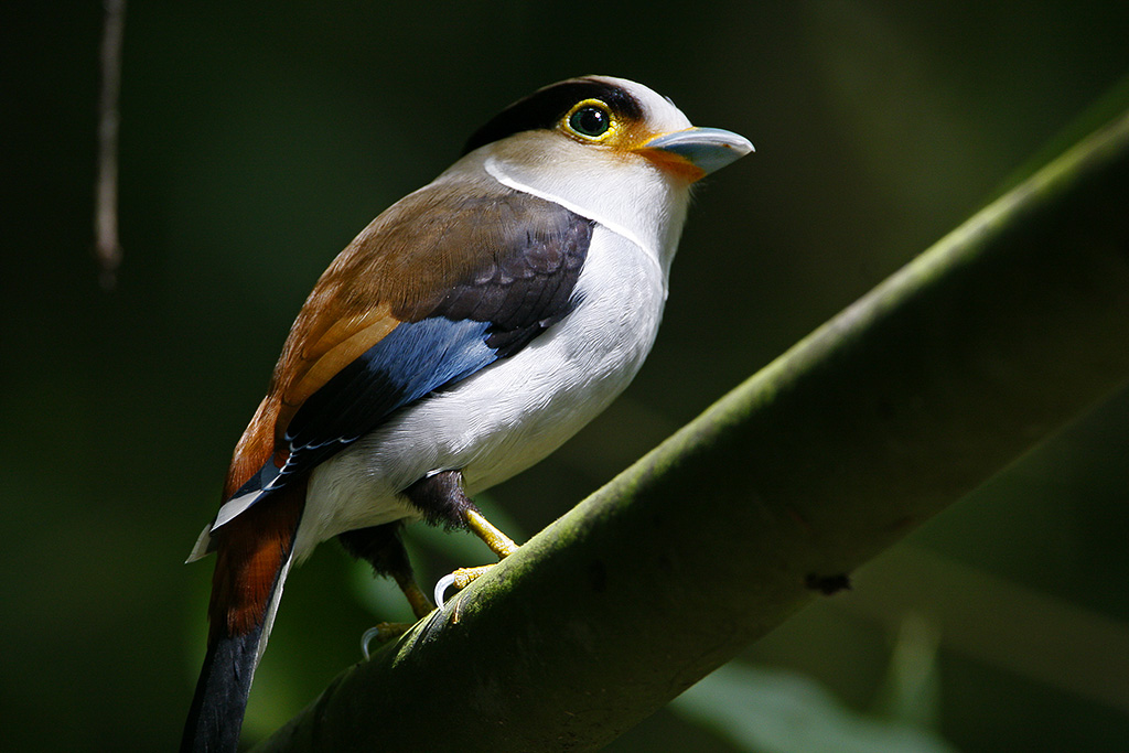 Silver-breasted Broadbill