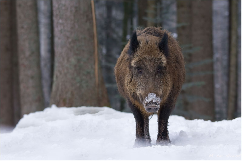 everzwijn  [Sus scrofa]