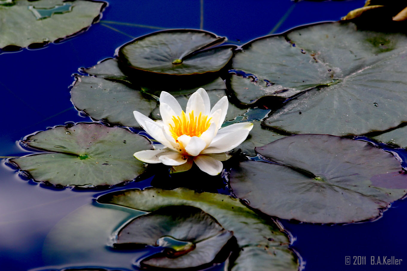 Lotus in the sky
