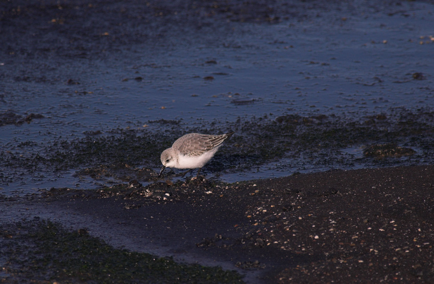 Drieteenstrandloper/Sanderling Brouwersdam 13 november 2008