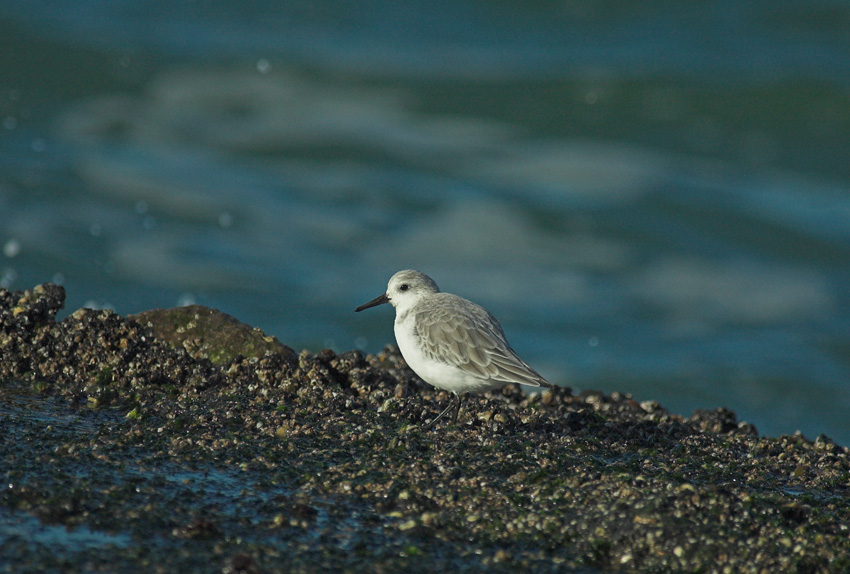 Drieteenstrandloperr/Sanderling Brouwersdam 13 november 2008