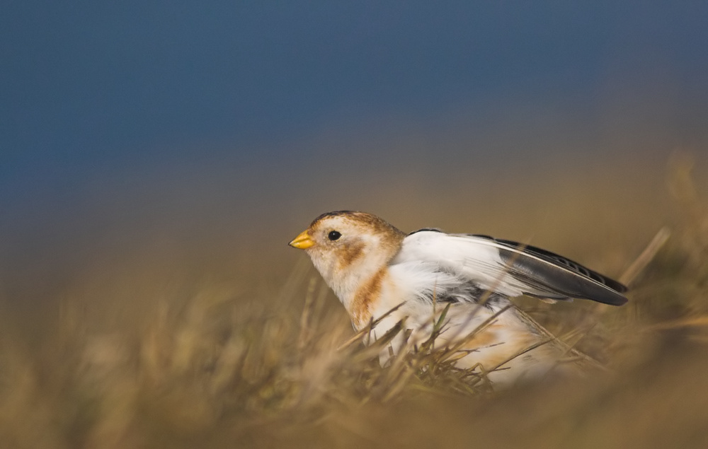 Sneeuwgors/Snow Bunting