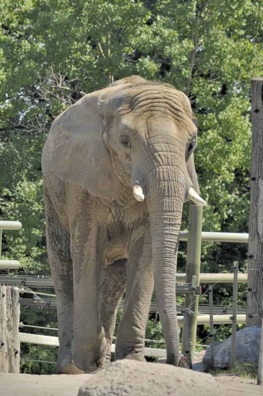 Llphant