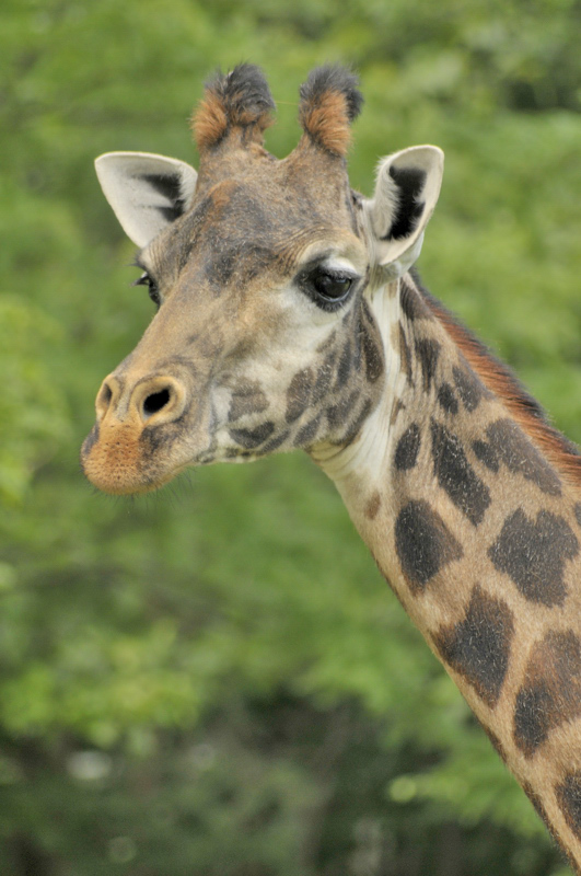 La giraffe