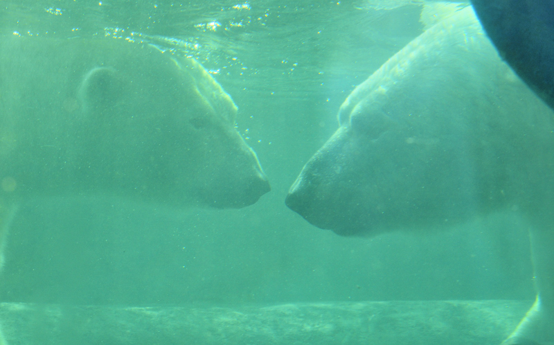 Lamour entre ursus maritimus