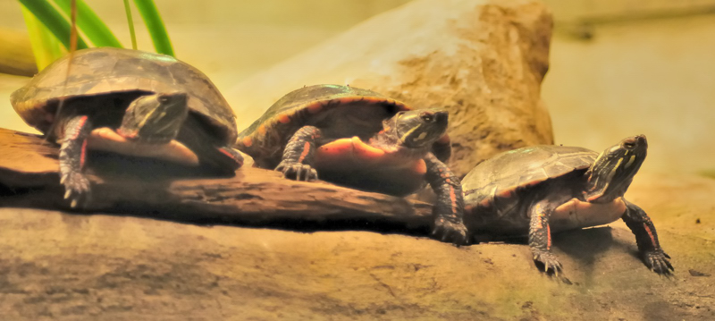 Les tortues
