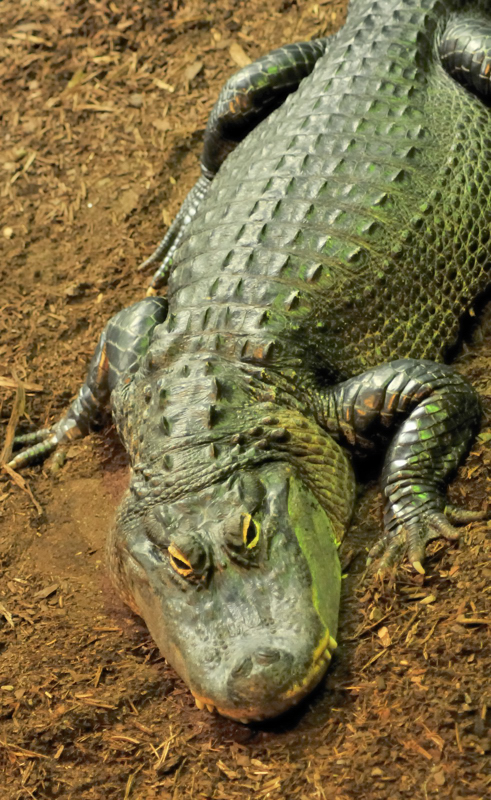 Lalligator
