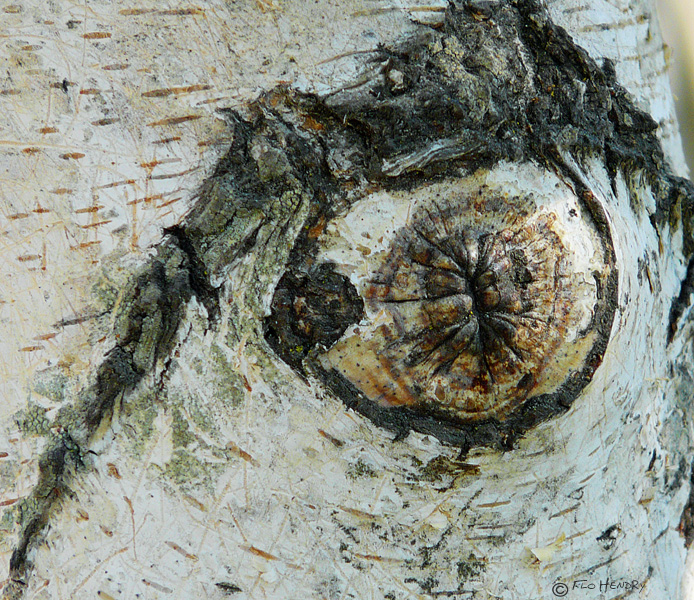 Eye of the Tree