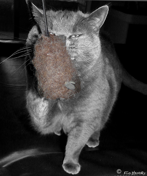 Cordelia & the Mouse