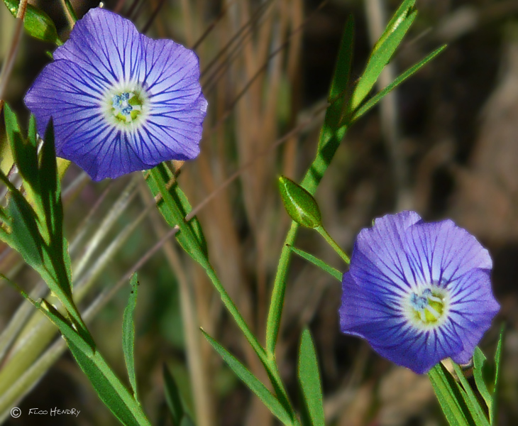 Blue Flax (Linum perenne)