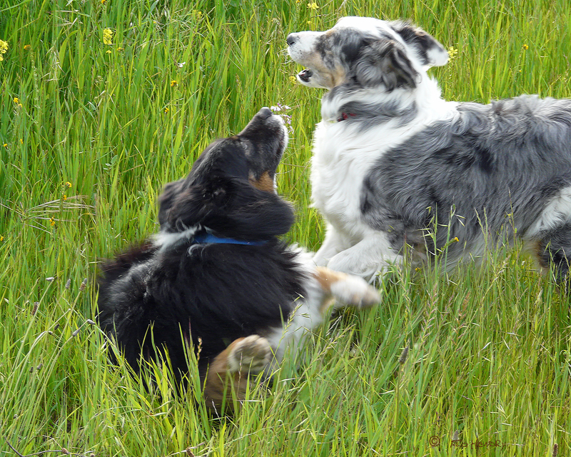 Paco & Jamie playing