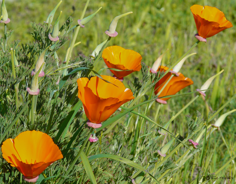 California Poppies (Eschscholzia Californica) (3 images)
