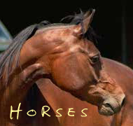 Horses, Farriers, Equine Dentistry