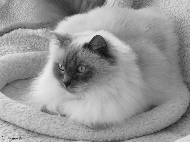  Cat exposure 2