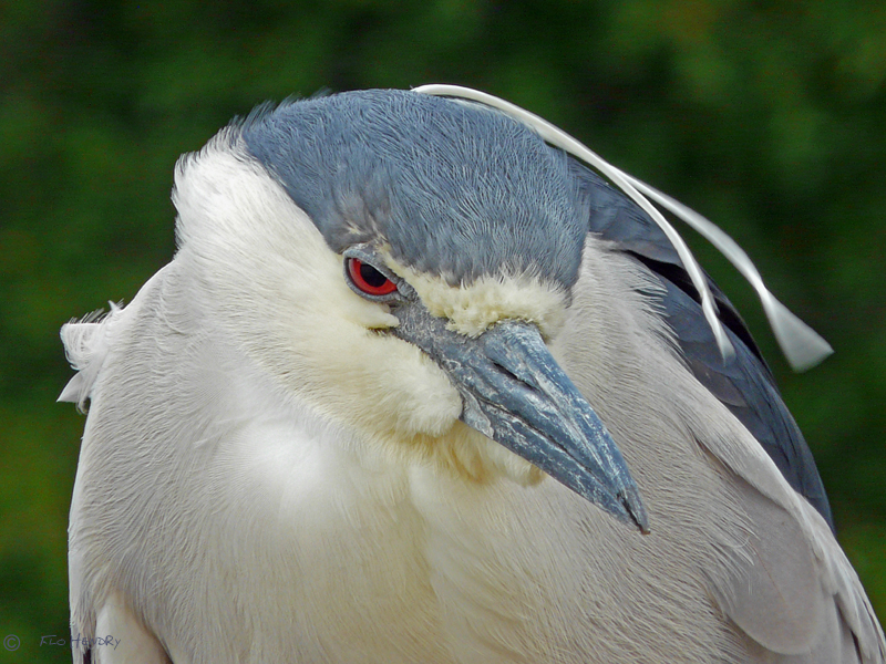 Heron, Black-crowned night-heron