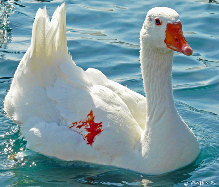 A Little Ketchup to Brighten Up a Plain Goose