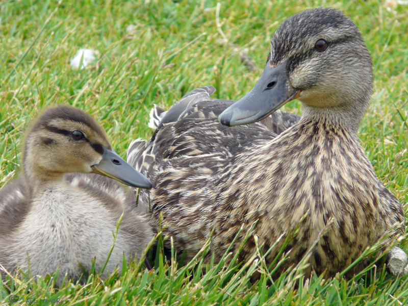 Ducks, Contented Mallards